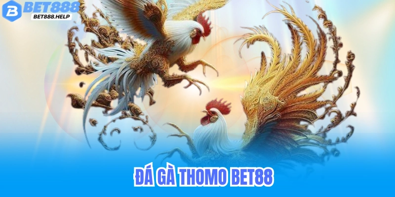 Đá Gà Thomo Bet88 - Trực Tiếp Live Đá Gà Cựa Sắt Campuchia 4 Đá gà thomo bet88